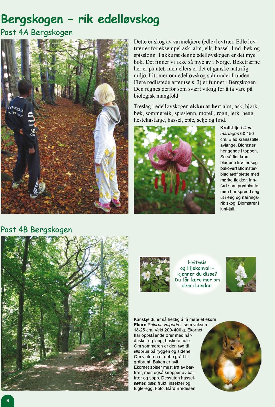 Flere rødlistede arter (se s. 3) er funnet i Bergskogen. Den regnes derfor som svært viktig for å ta vare på biologisk mangfold.