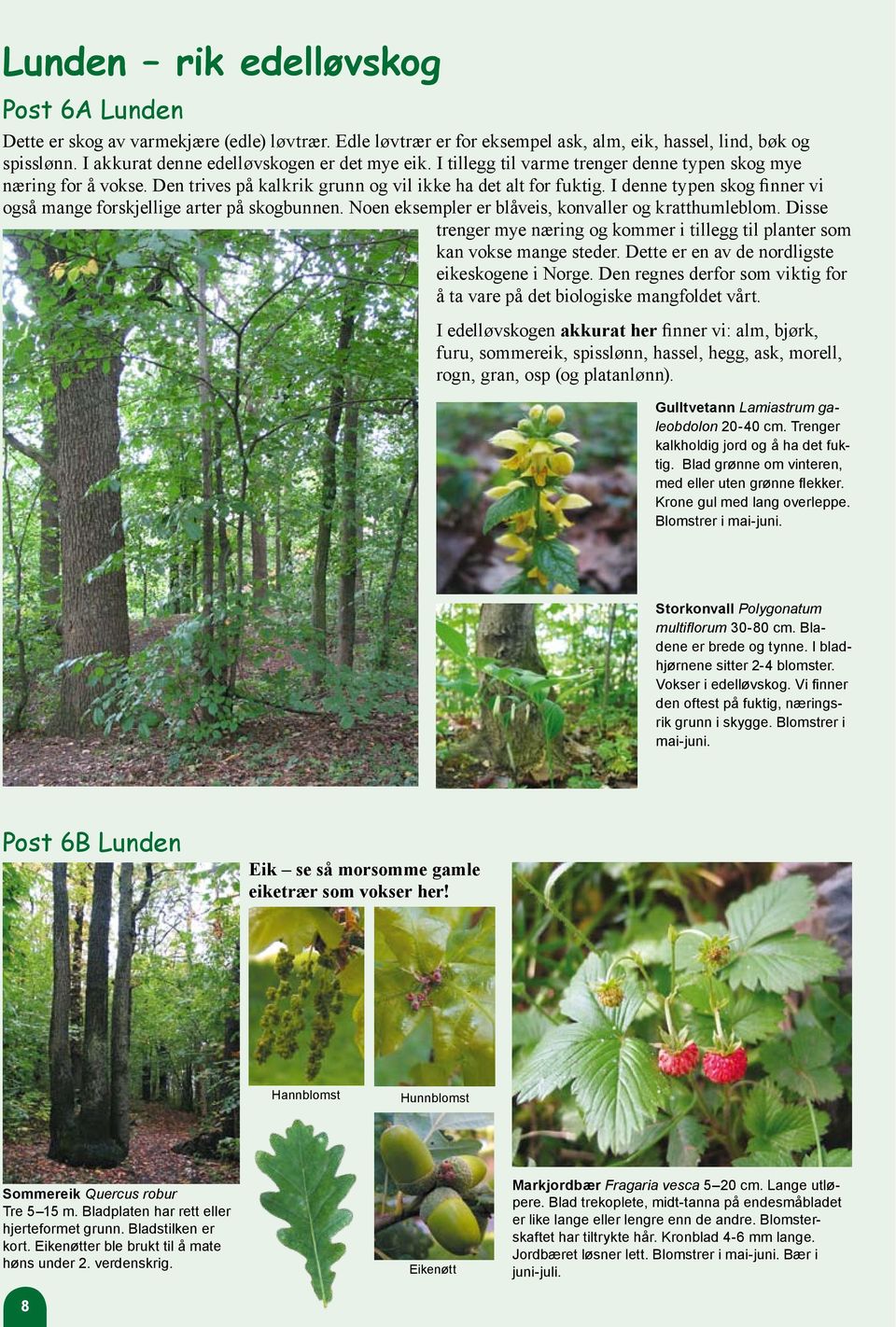 I denne typen skog finner vi også mange forskjellige arter på skogbunnen. Noen eksempler er blåveis, konvaller og kratthumleblom.