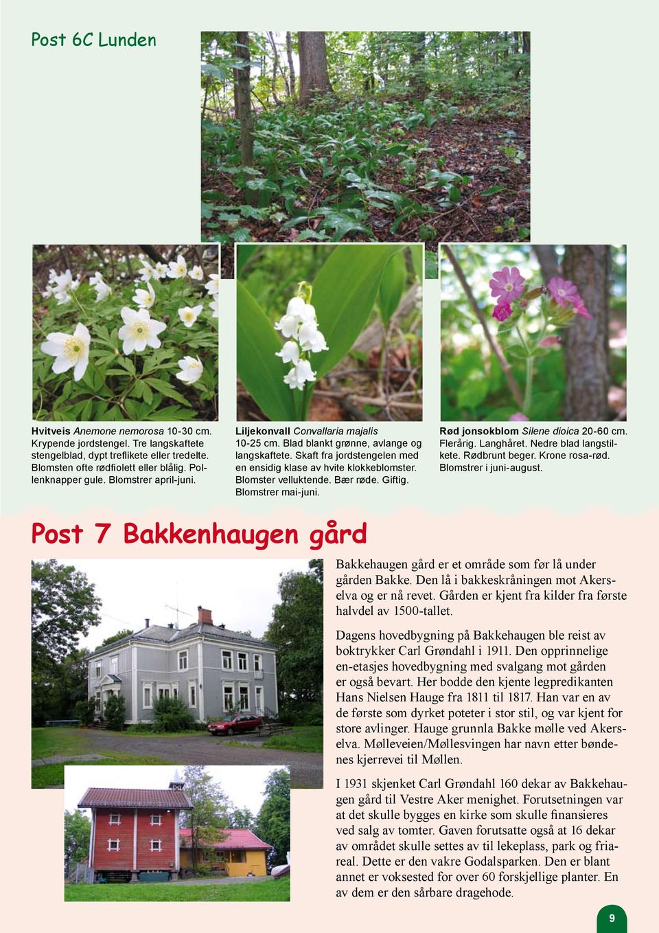 Blomster velluktende. Bær røde. Giftig. Blomstrer mai-juni. Rød jonsokblom Silene dioica 20-60 cm. Flerårig. Langhåret. Nedre blad langstilkete. Rødbrunt beger. Krone rosa-rød.