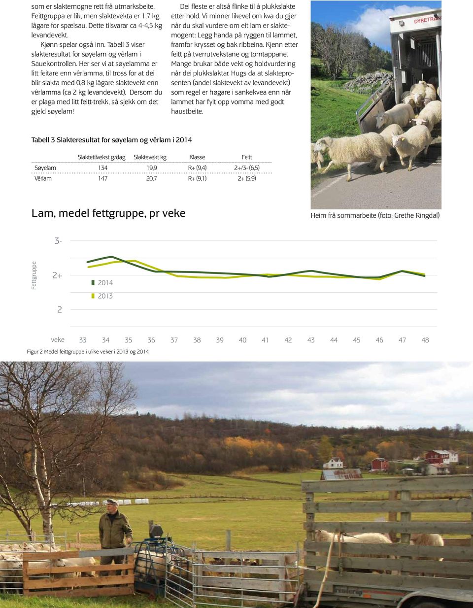 Her ser vi at søyelamma er litt feitare enn vêrlamma, til tross for at dei blir slakta med 0,8 kg lågare slaktevekt enn vêrlamma (ca 2 kg levandevekt).