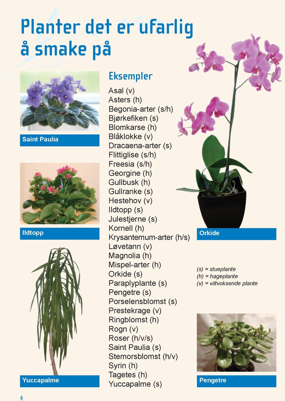 Krysantemum-arter (h/s) Løvetann (v) Magnolia (h) Mispel-arter (h) Orkide (s) Paraplyplante (s) Pengetre (s) Porselensblomst (s) Prestekrage (v) Ringblomst (h)