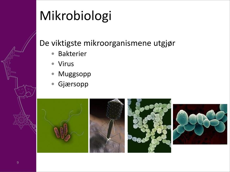mikroorganismene