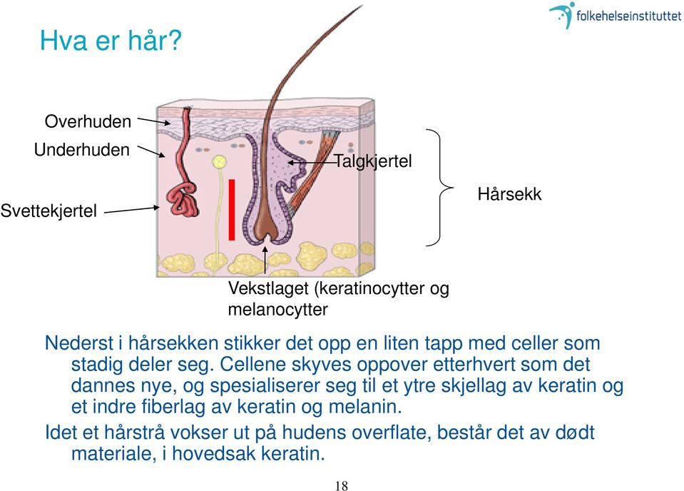 hårsekken stikker det opp en liten tapp med celler som stadig deler seg.