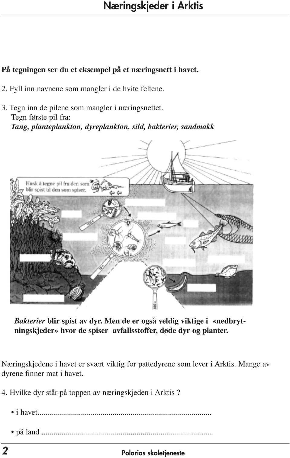 Tegn første pil fra: Tang, planteplankton, dyreplankton, sild, bakterier, sandmakk Bakterier blir spist av dyr.