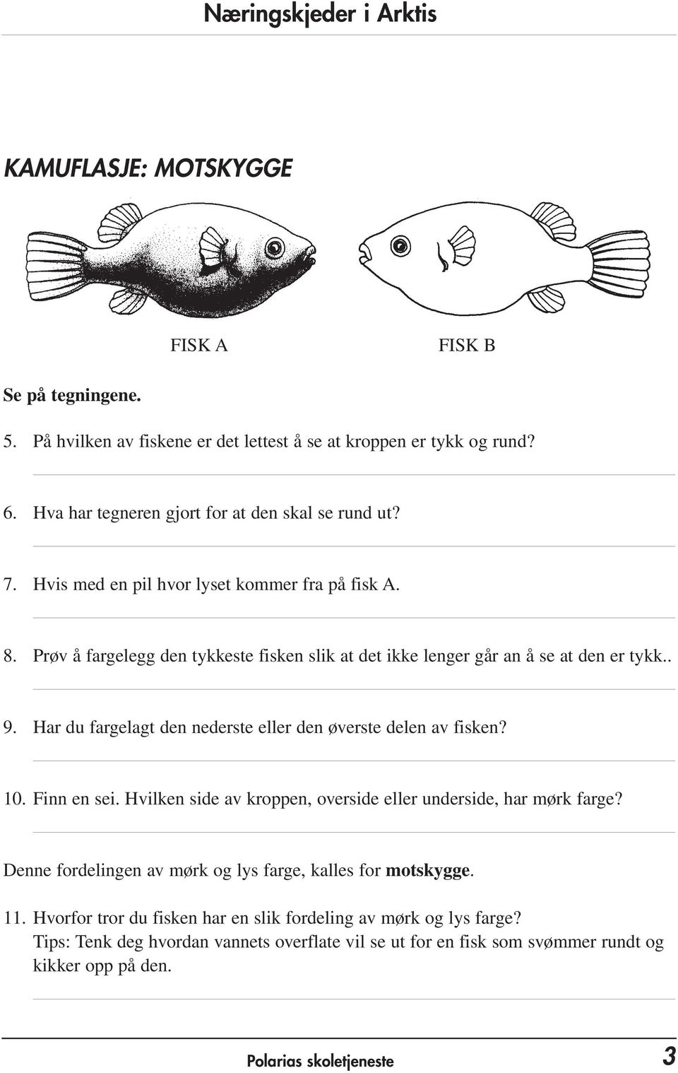Har du fargelagt den nederste eller den øverste delen av fisken? 10. Finn en sei. Hvilken side av kroppen, overside eller underside, har mørk farge?