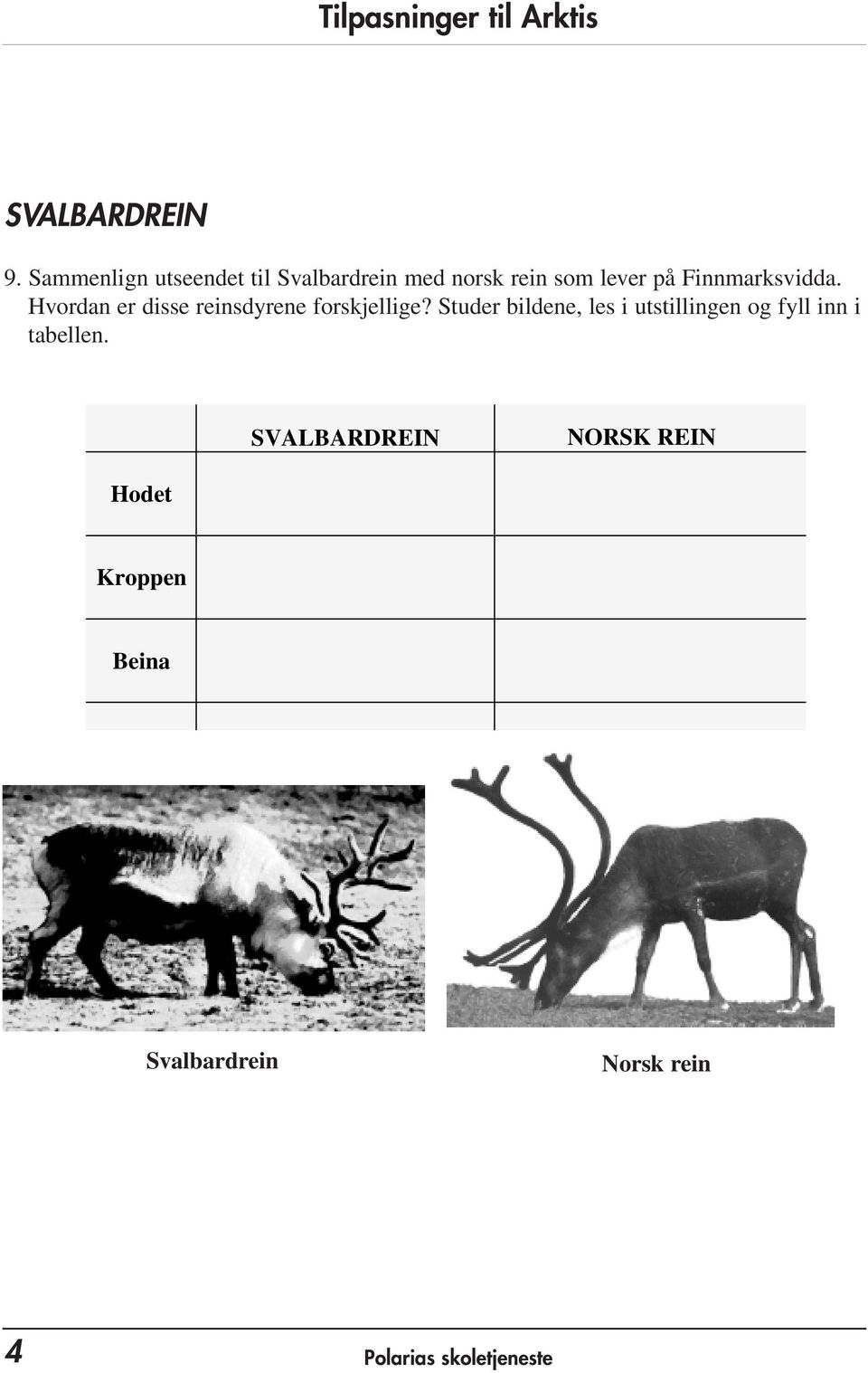 Finnmarksvidda. Hvordan er disse reinsdyrene forskjellige?