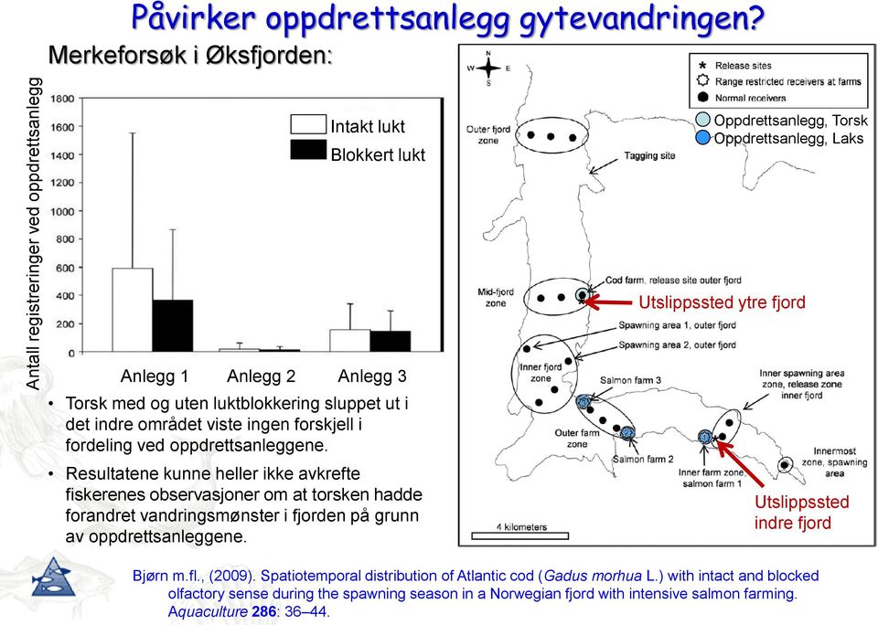 Den dominerende trenden var at torsken forlot fjorden en tid etter utsetting. Torsk satt ut i ytre og indre del av fjorden ble detektert i henholdsvis 5 og 8 uker.