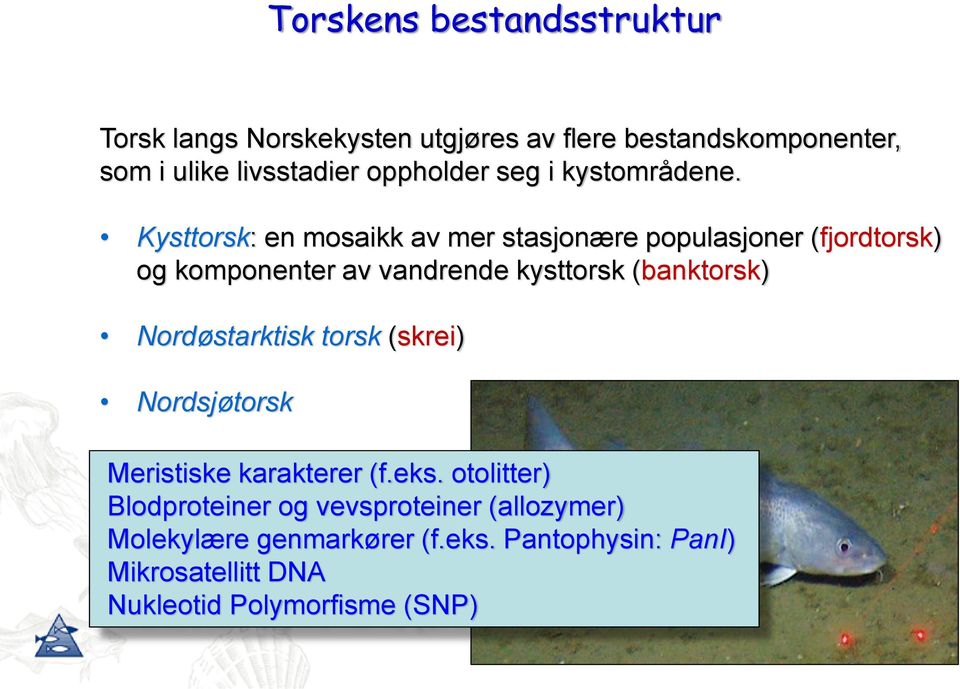 Kysttorsk: en mosaikk av mer stasjonære populasjoner (fjordtorsk) og komponenter av vandrende kysttorsk (banktorsk)