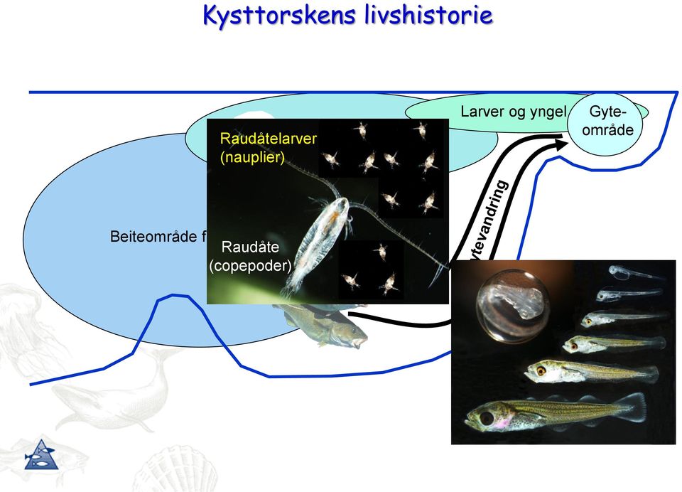 umoden fisk (nauplier) Larver og yngel