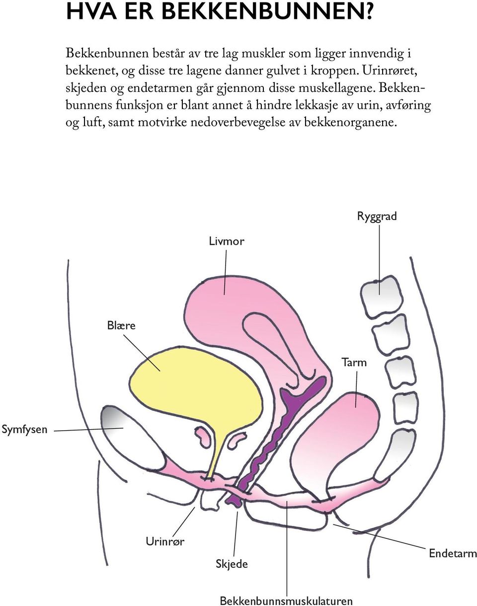 gulvet i kroppen. Urinrøret, skjeden og endetarmen går gjennom disse muskellagene.