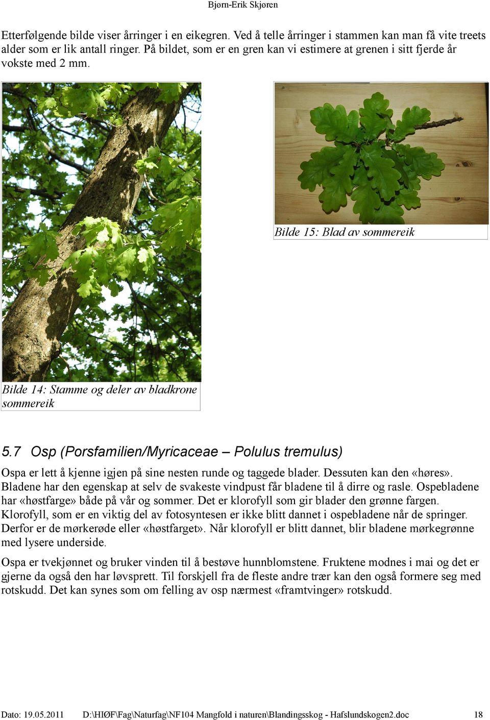 7 Osp (Porsfamilien/Myricaceae Polulus tremulus) Ospa er lett å kjenne igjen på sine nesten runde og taggede blader. Dessuten kan den «høres».