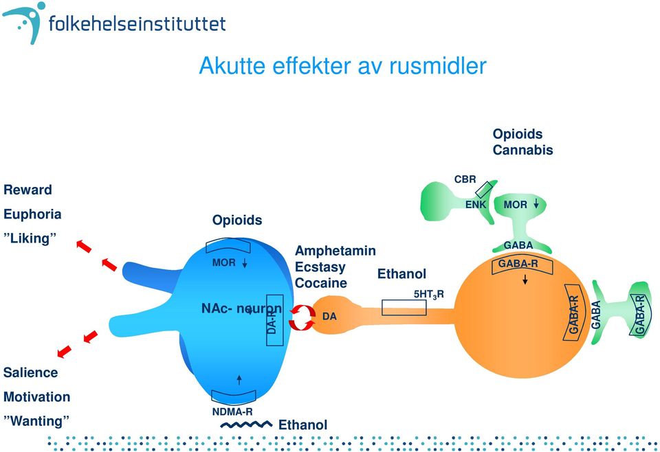 Ecstasy Cocaine DA Ethanol 5HT 3 R CBR ENK MOR GABA