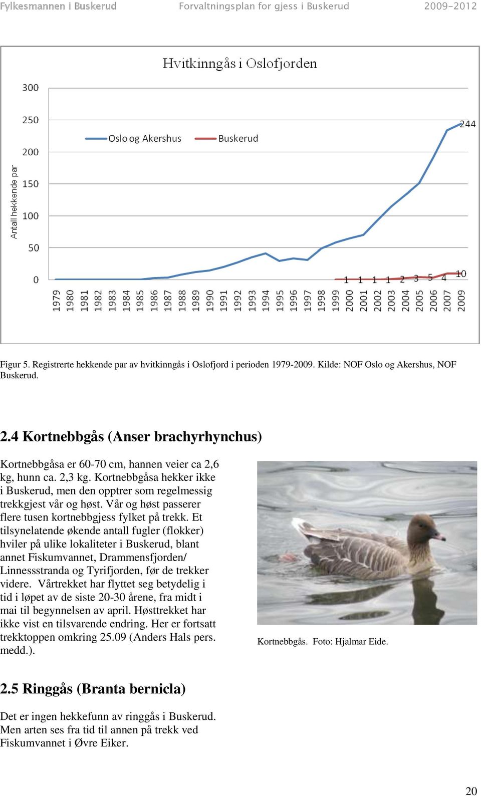 Vår og høst passerer flere tusen kortnebbgjess fylket på trekk.