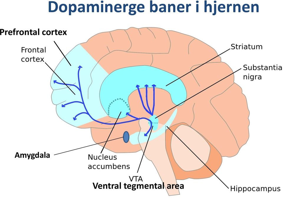 hjernen Amygdala