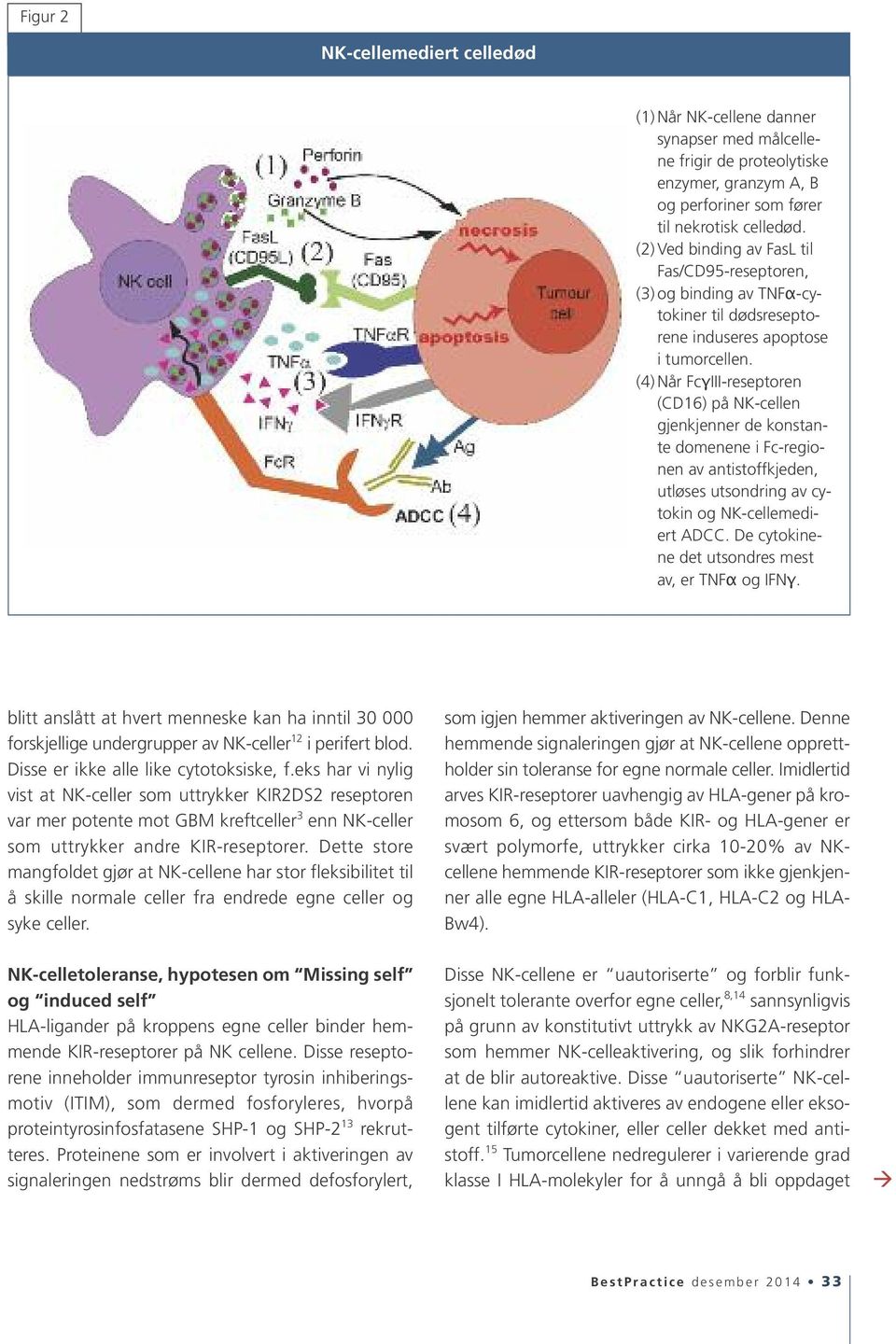 (4) Når FcγIII-reseptoren (CD16) på NK-cellen gjenkjenner de konstante domenene i Fc-regionen av antistoffkjeden, utløses utsondring av cytokin og NK-cellemediert ADCC.