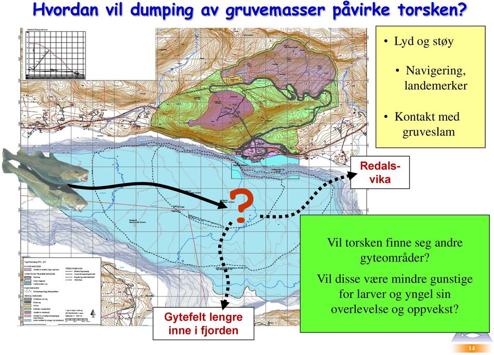 Gytefelt lengre inne i fjorden Redalsvika Vil torsken finne seg andre