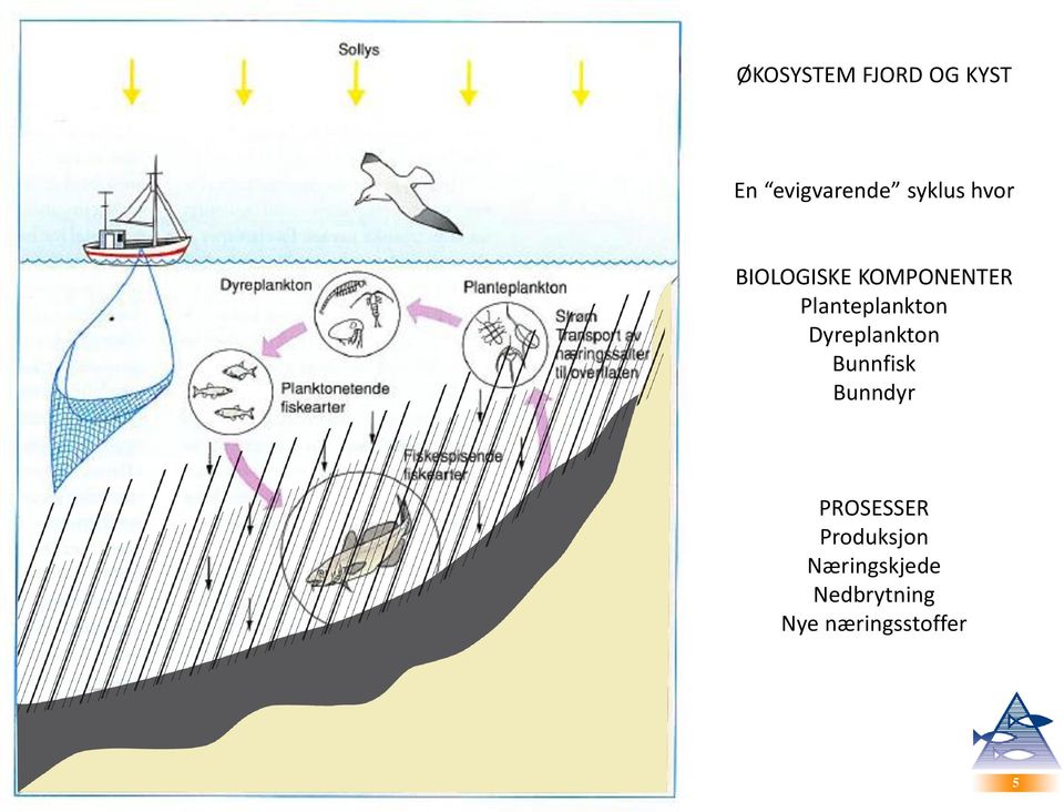 Dyreplankton Bunnfisk Bunndyr PROSESSER