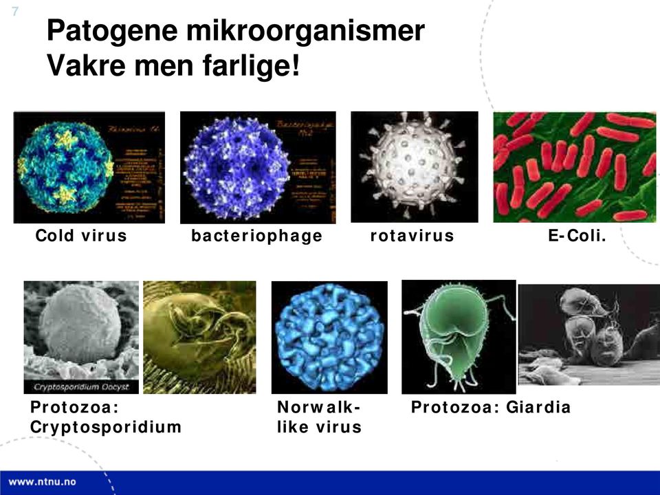 Cold virus bacteriophage rotavirus