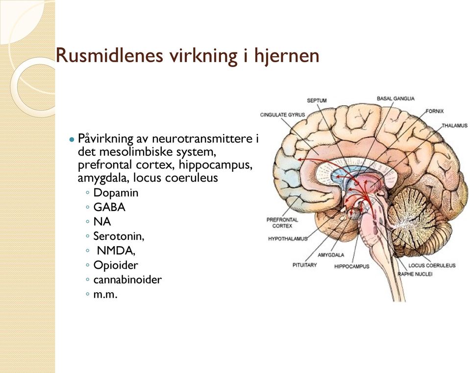 prefrontal cortex, hippocampus, amygdala, locus