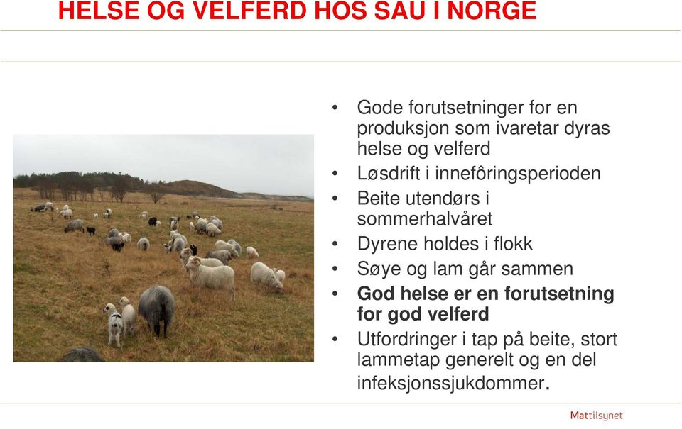 Dyrene holdes i flokk Søye og lam går sammen God helse er en forutsetning for god