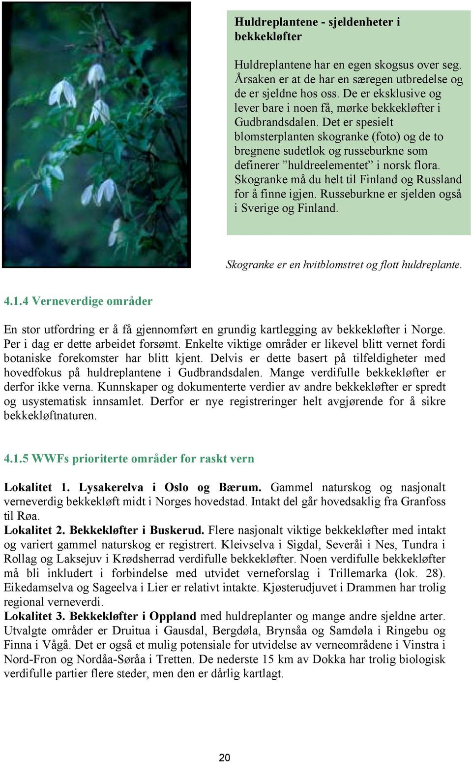 Det er spesielt blomsterplanten skogranke (foto) og de to bregnene sudetlok og russeburkne som definerer huldreelementet i norsk flora. Skogranke må du helt til Finland og Russland for å finne igjen.