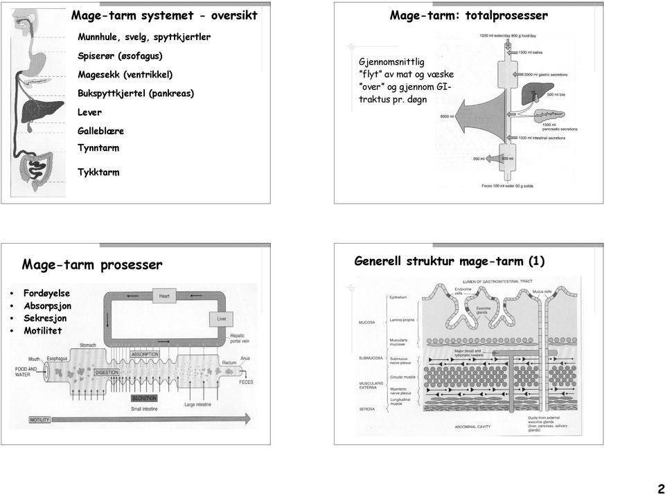 Gjennomsnittlig flyt av mat og væske over og gjennom GItraktus pr.