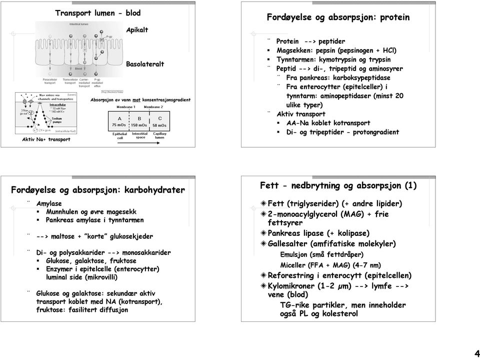 Aktiv transport AA-Na koblet kotransport Di- og tripeptider - protongradient Fordøyelse og absorpsjon: karbohydrater Amylase Munnhulen og øvre magesekk Pankreas amylase i tynntarmen --> maltose +