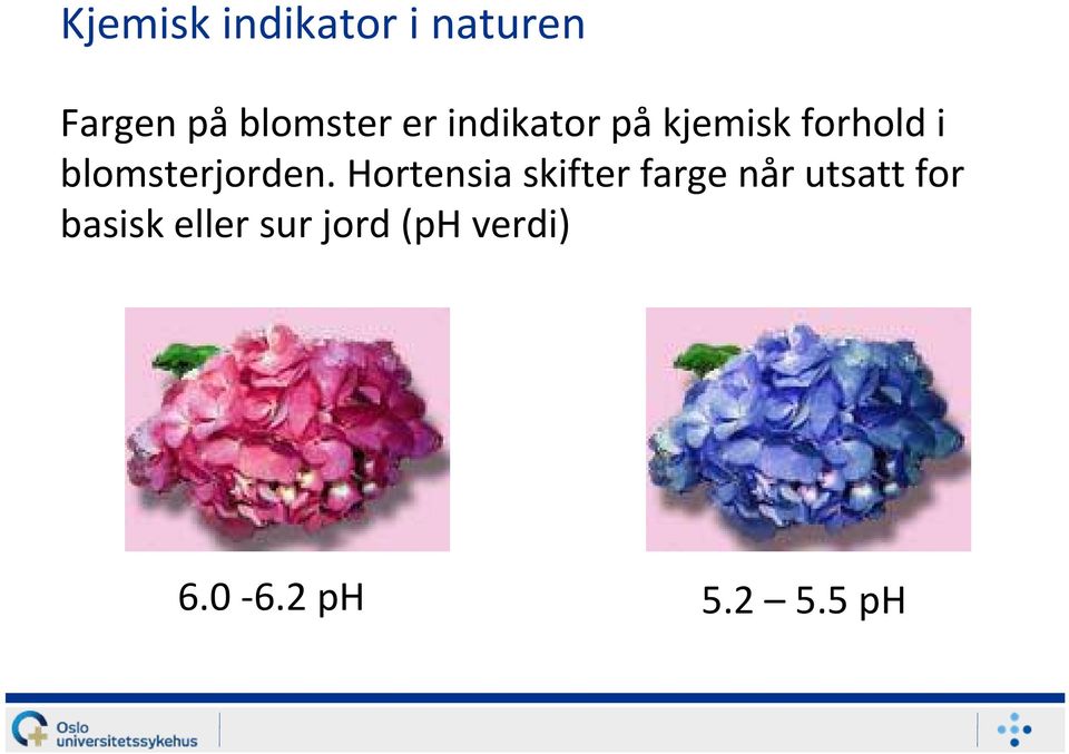 blomsterjorden.