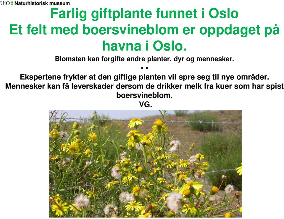 Ekspertene frykter at den giftige planten vil spre seg til nye områder.