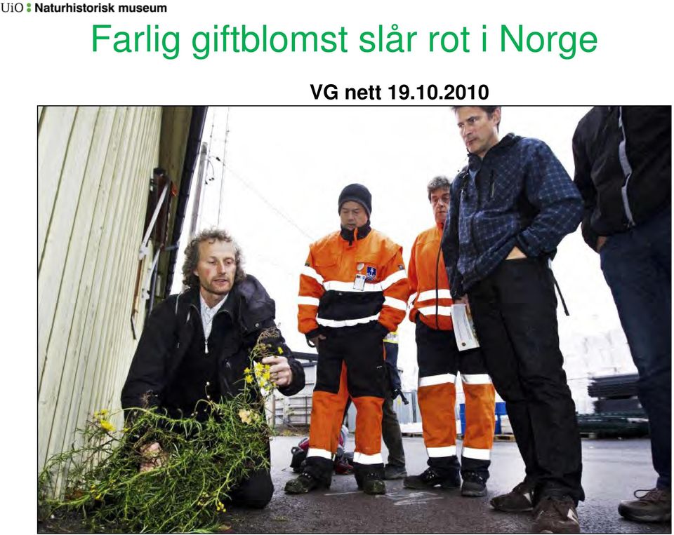 slår rot i