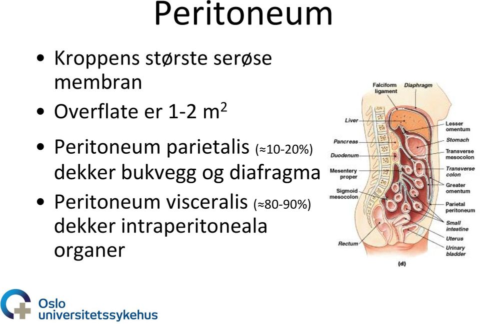 10-20%) dekker bukvegg og diafragma Peritoneum