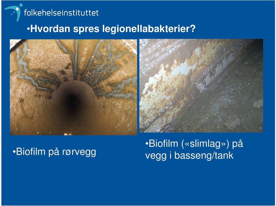 Biofilm på rørvegg