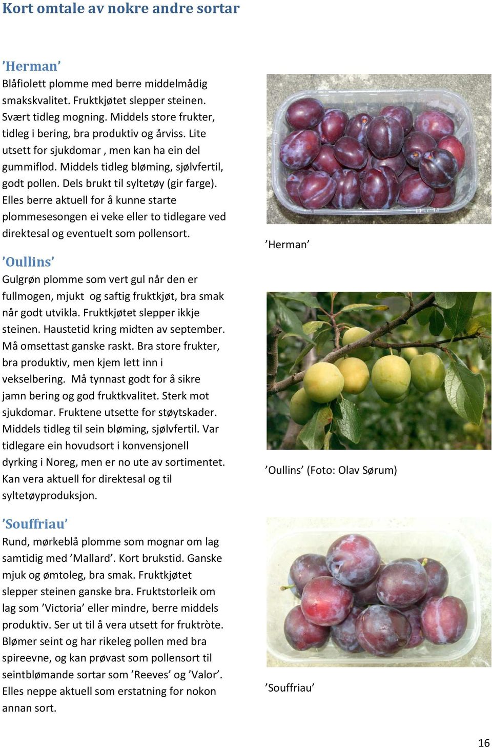 Dels brukt til syltetøy (gir farge). Elles berre aktuell for å kunne starte plommesesongen ei veke eller to tidlegare ved direktesal og eventuelt som pollensort.