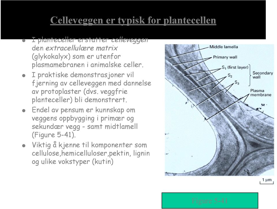 veggfrie planteceller) bli demonstrert.