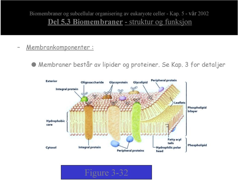 3 Biomembraner - struktur og funksjon