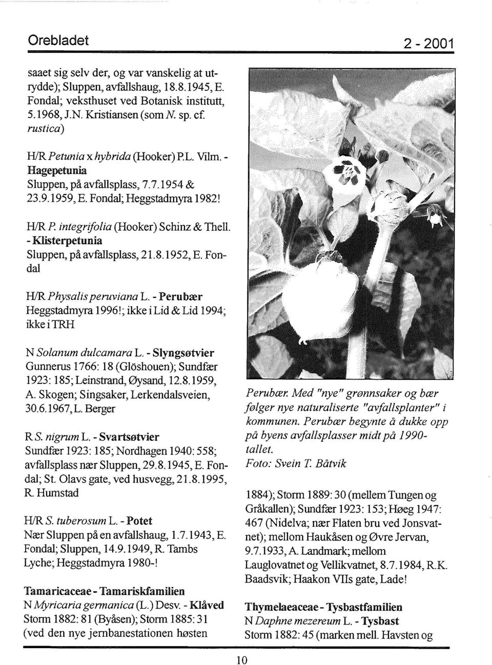 - Klisterpetunia Sluppen, på avfallsplass, 21.8.1952, E. Fondal HlRPhysalis peruviana L. - Peru bær Heggstadmyra 1996!; ikke i Lid & Lid 1994; ikkeitrh N Solanum dulcamara L.