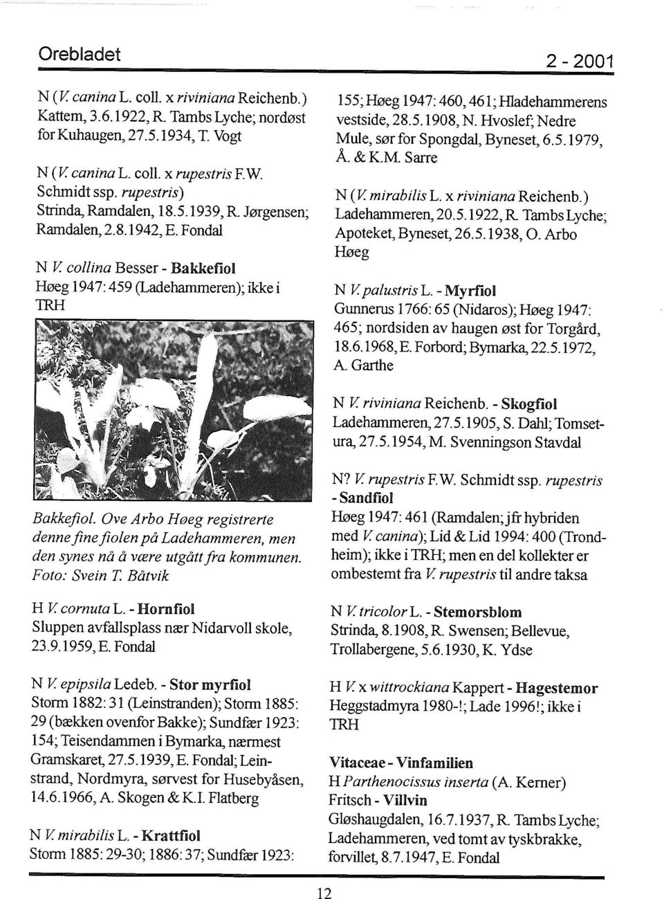 eollina Besser - Bakkefiol Høeg 1947: 459 (Ladehammeren); ikke i 1RH 155;Høeg 1947: 460, 461;H1adehammerens vestside, 28.5.1908, N. Hvoslef; Nedre Mule, sør for Spongdal, Byneset, 6.5.1979, Å. & KM.