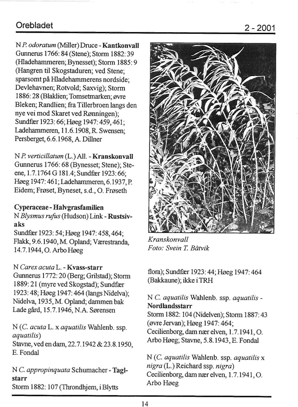 Ladehammeren, 11.6.1908,R Swensen; Persberget, 6.6.1968, A. Dillner N P verticillatum (L.) All. - Kranskonvall Gunnerus 1766: 68 (Bynesset; Stene); Steene, 1.7.1764 G 181.