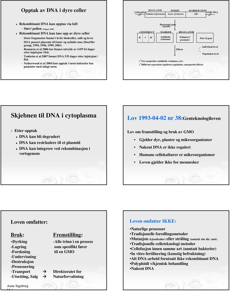 uttrykk av GFP 62 dager etter injeksjon i fisk Tonheim et al 2007 funnet DNA 535 dager etter injeksjon i fisk Netherwood et al 2004 fant opptak i tarm bakterier hos pasienter med utlagt tarm