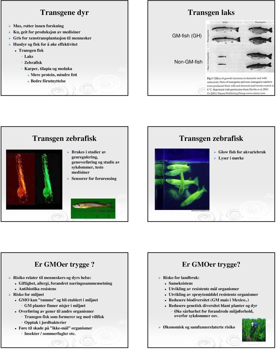 teste medisiner Sensorer for forurensing Transgen zebrafisk Glow fish for akvariebruk Lyser i mørke Er GMOer trygge?