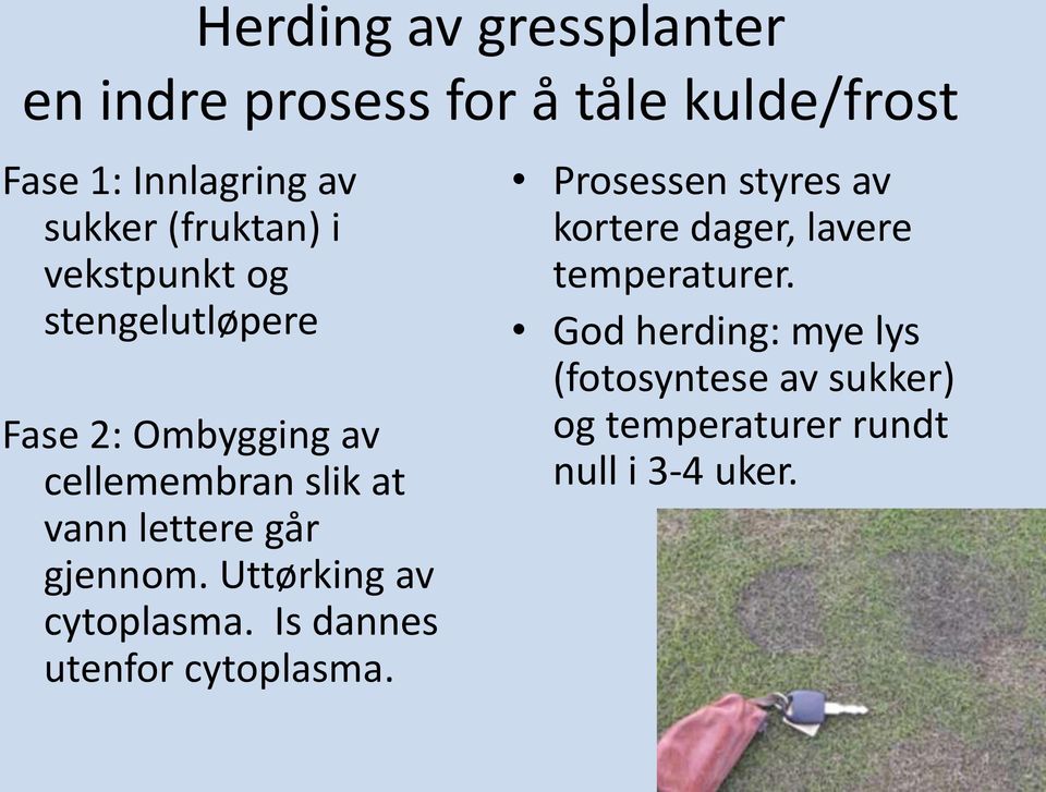 går gjennom. Uttørking av cytoplasma. Is dannes utenfor cytoplasma.