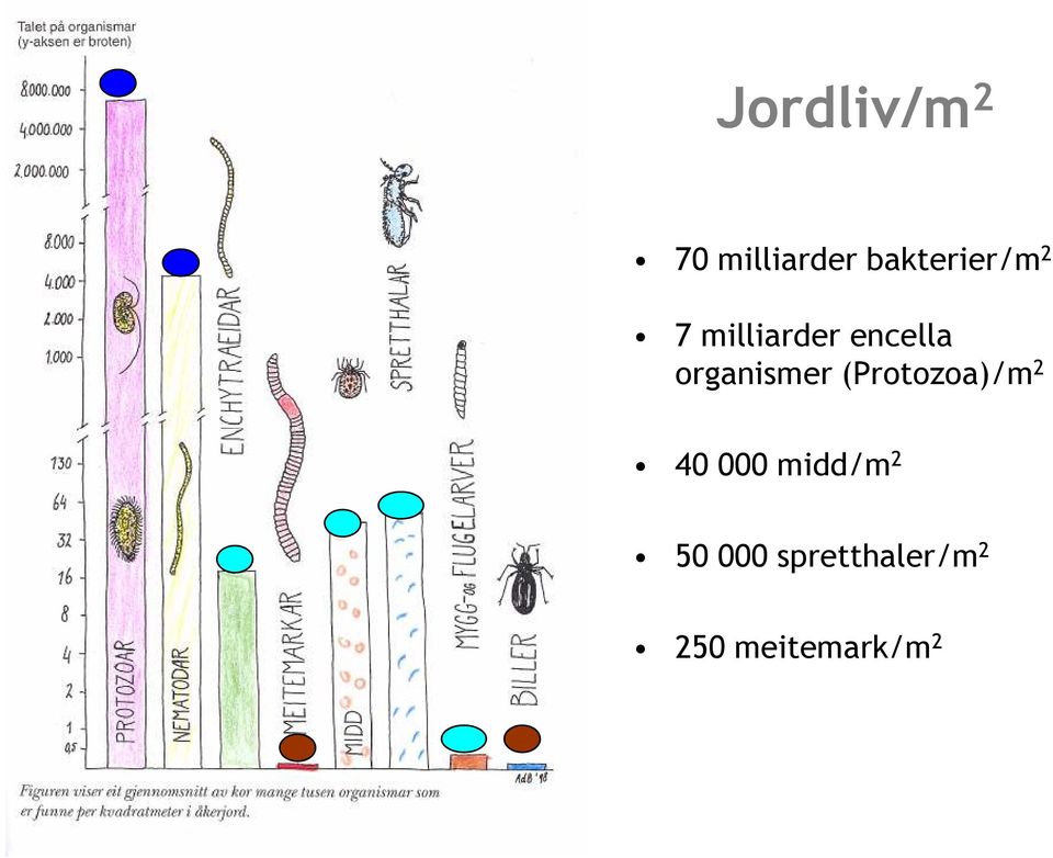 organismer (Protozoa)/m 2 40 000