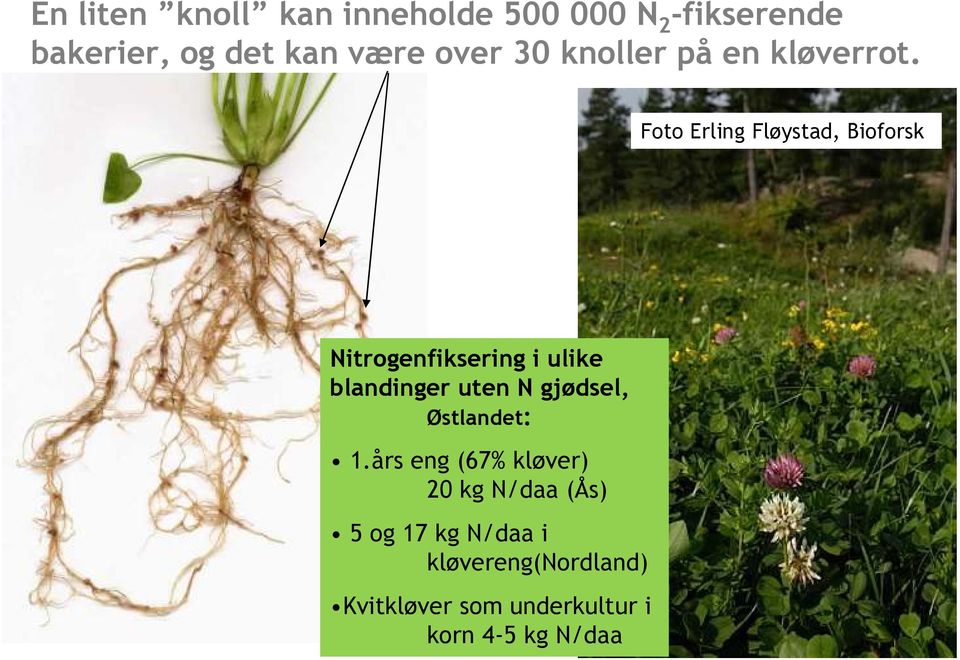 Foto Erling Fløystad, Bioforsk Nitrogenfiksering i ulike blandinger uten N