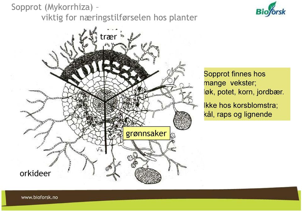 Sopprot finnes hos mange vekster; løk, potet, korn,