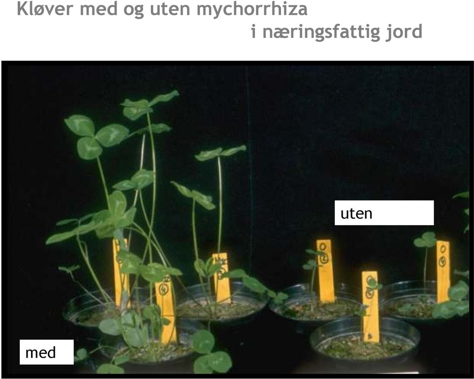 mychorrhiza i