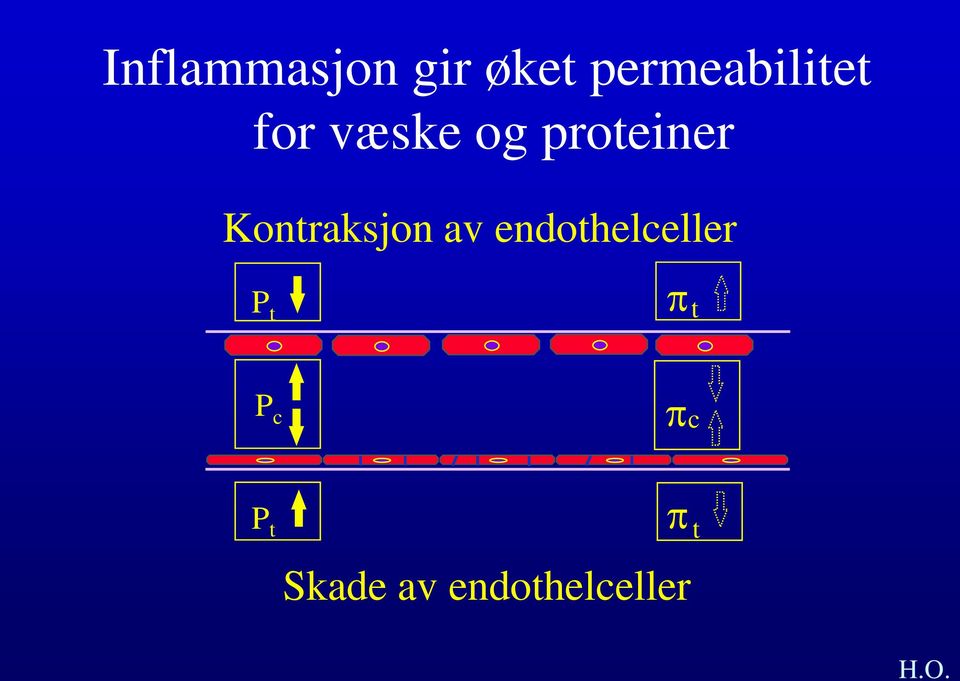 proteiner Kontraksjon av