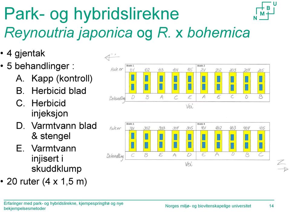 Kapp (kontroll) B. Herbicid blad C. Herbicid injeksjon D.