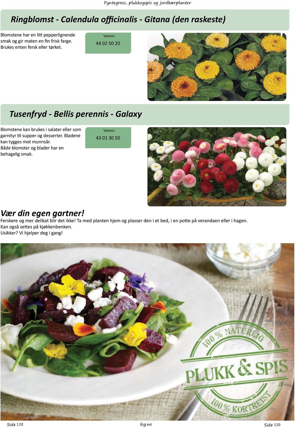 02 0 20 Tusenfryd - Bellis perennis - Galaxy Blomstene kan brukes i salater eller som garnityr til supper og desserter. Bladene kan tygges mot munnsår.