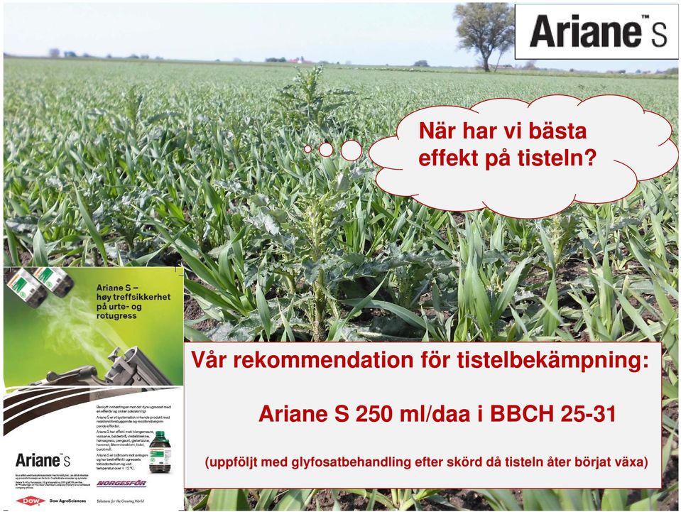 Ariane S 250 ml/daa i BBCH 25-31 (uppföljt