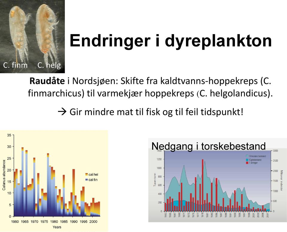 Skifte fra kaldtvanns-hoppekreps (C.